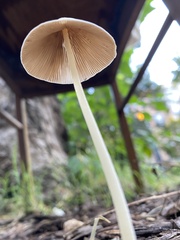 Conocybe