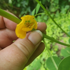 Senna obtusifolia