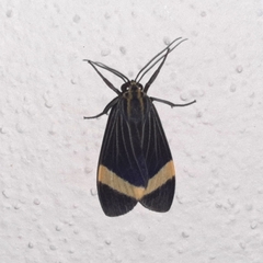 Aclytia