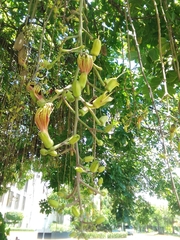 Kigelia africana