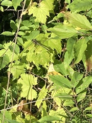 Dromogomphus spinosus