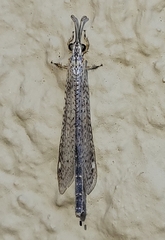 Clathroneuria coquilletti