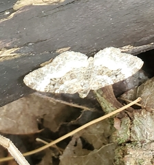 Epirrhoe alternata