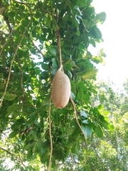 Kigelia africana