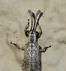 Clathroneuria coquilletti