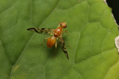 Acidia cognata