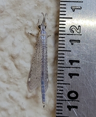 Clathroneuria coquilletti