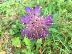 Knautia arvensis