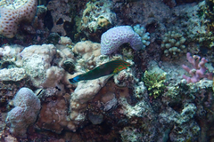 Halichoeres melanurus