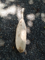 Kigelia africana