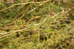 Galium verum