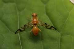 Acidia cognata