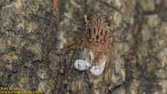 Leptosemia takanonis