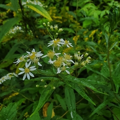 Asteraceae