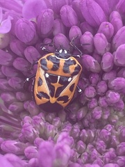 Murgantia histrionica