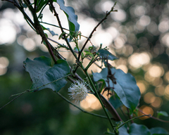 Leucaena leucocephala