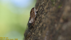 Leptosemia takanonis