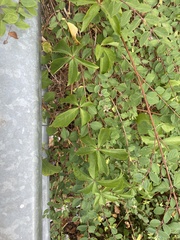 Parthenocissus inserta