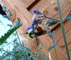 Bombus huntii