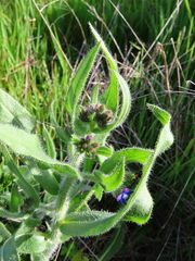 Anchusa capensis