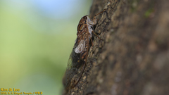 Leptosemia takanonis