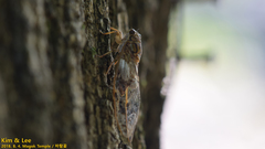 Leptosemia takanonis