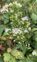 Symphyotrichum urophyllum