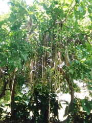Kigelia africana
