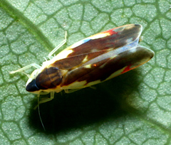 Erythroneura aclys