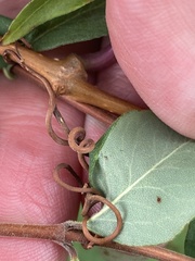 Parthenocissus inserta