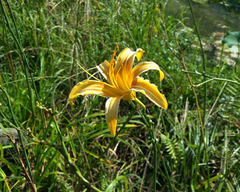 Hemerocallis fulva