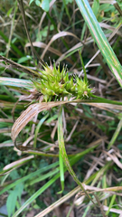 Carex lupulina