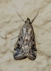 Loxostege allectalis