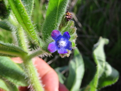 Anchusa capensis