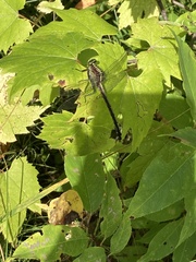 Dromogomphus spinosus