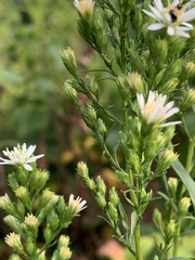 Symphyotrichum urophyllum