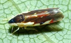 Erythroneura aclys