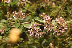 Origanum vulgare