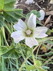 Malva neglecta