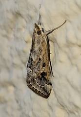 Loxostege allectalis