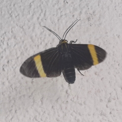 Aclytia