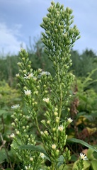 Symphyotrichum urophyllum