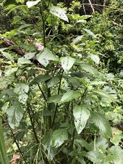 Amaranthus palmeri