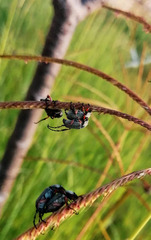 Macrodactylus mexicanus