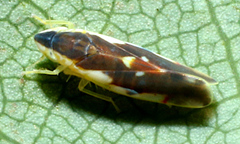 Erythroneura aclys