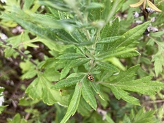 Hippodamia parenthesis