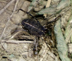Zachaeus