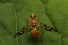 Acidia cognata