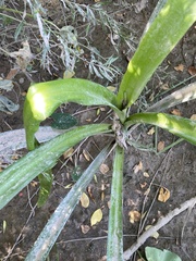 Hymenocallis littoralis
