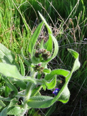 Anchusa capensis